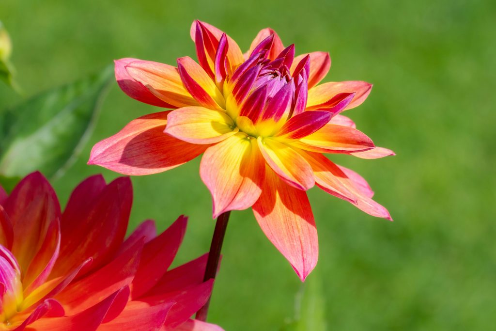 Kleurrijke tuin het hele jaar met een klimplant met bloemen winterhard