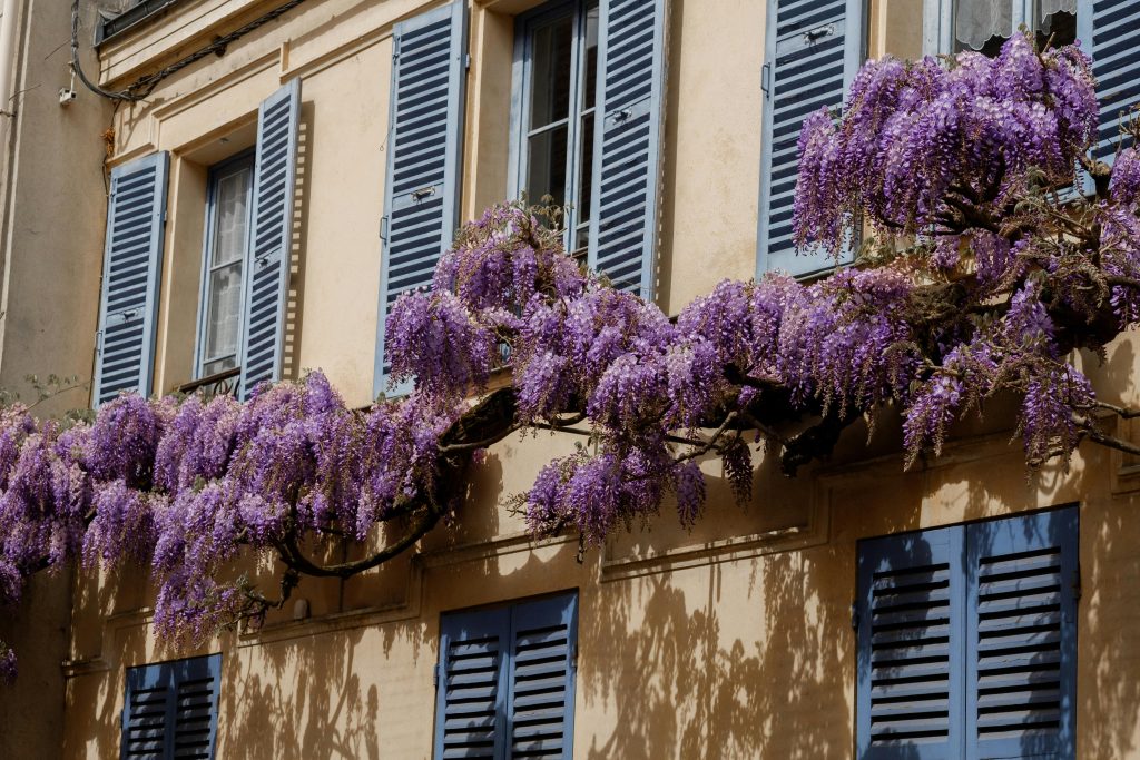 Een tuin vol kleur: kies klimplanten met bloemen