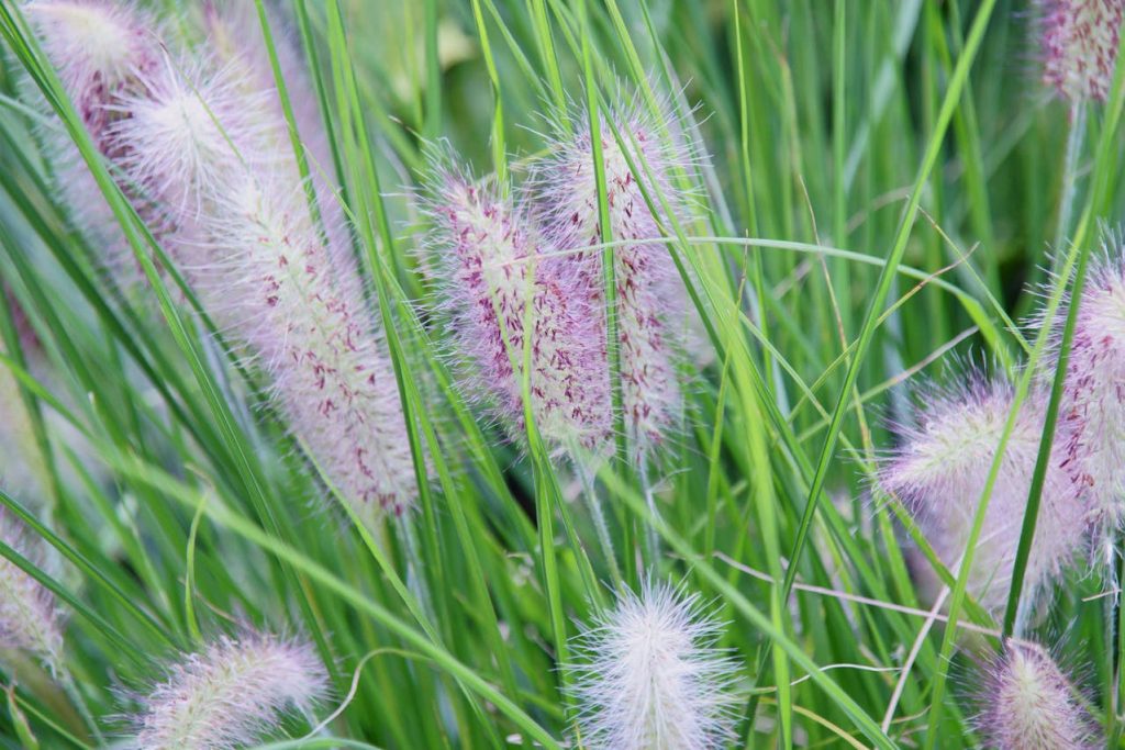 Lavendel snoeien in het voorjaar voor een volle en gezonde plant