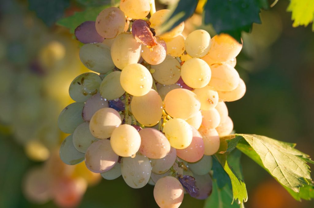 Zo snoei je een buddleja voor een rijke bloei en gezonde groei